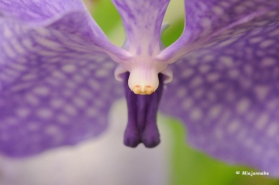 DSC_6268 Orchideeen
