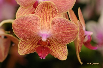 DSC_6277 Orchideeen