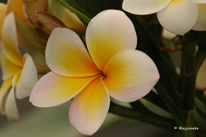 DSC_6419 Orchideeen