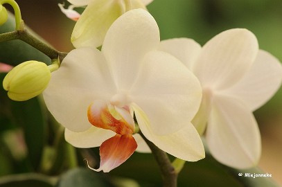DSC_6464 Orchideeen
