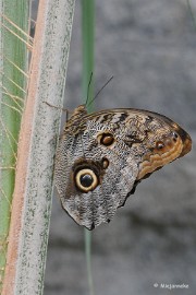 DSC_6030 Vlinders