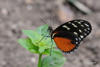 DSC_6042 Vlinders
