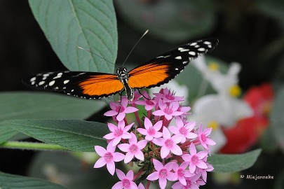 DSC_6044 Vlinders