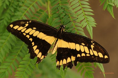 DSC_6068 Vlinders