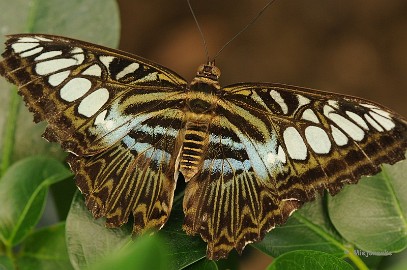 DSC_6087 Vlinders