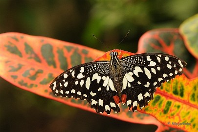 DSC_6090 Vlinders