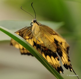 DSC_6103 Vlinders
