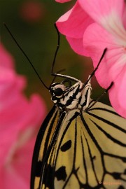 DSC_6135 Vlinders