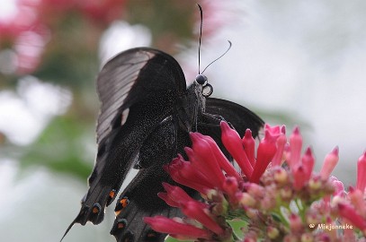 DSC_6151 Vlinders