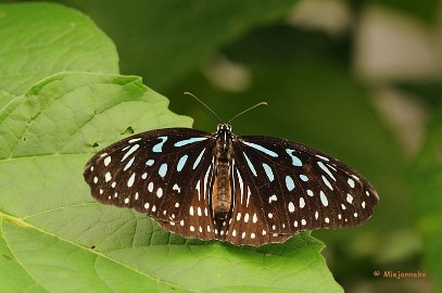 DSC_6159 Vlinders