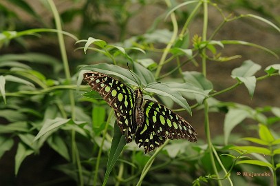 DSC_6188 Vlinders