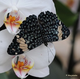 DSC_6211 Vlinders