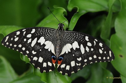 DSC_6214 Vlinders