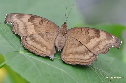 DSC_6230 Vlinders
