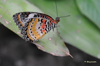 DSC_6237 Vlinders