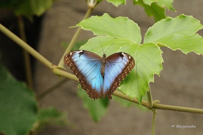 DSC_6345 Vlinders
