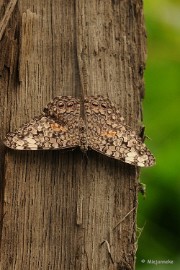 DSC_6348 Vlinders