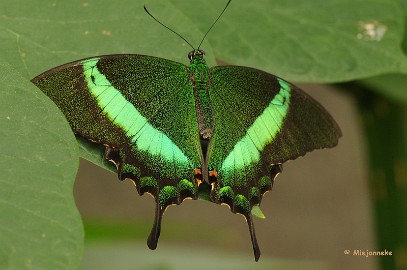 DSC_6361 Vlinders