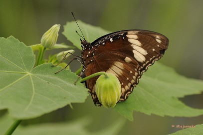 DSC_6377 Vlinders