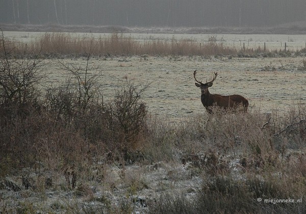 Herten spotten