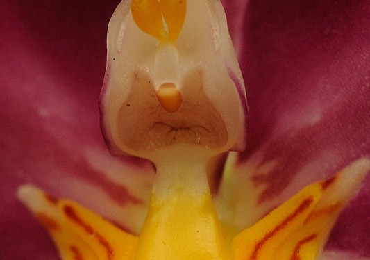 Orchideeen