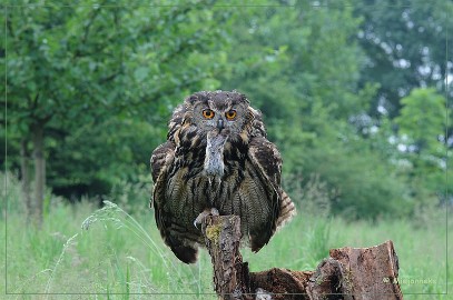 DSC_1419 Buba