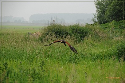 DSC_0843 Yarik de woestijn buizerd