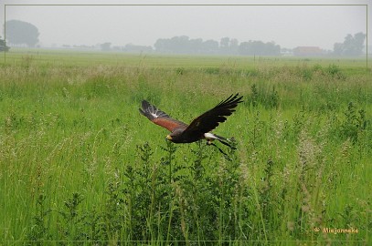 DSC_0864 Yarik de woestijn buizerd