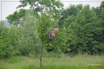 DSC_0911 Bo de Steppearend