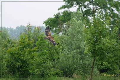 DSC_0918 Bo de Steppearend