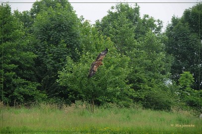 DSC_0919 Bo de Steppearend
