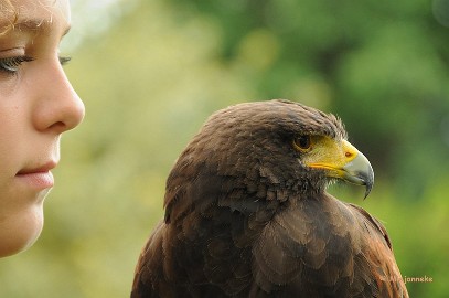 DSC_8366 Falconcrest