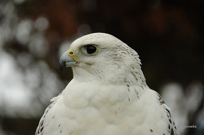 DSC_8383 Slechtvalk