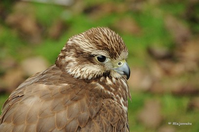 DSC_8491 Falconcrest