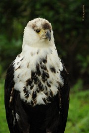 DSC_8602 Arend.