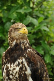 DSC_8607 Statig