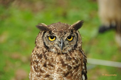 DSC_8649 Falconcrest