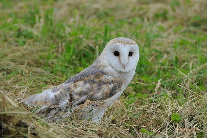DSC_1085 Elmo het kerkuiltje
