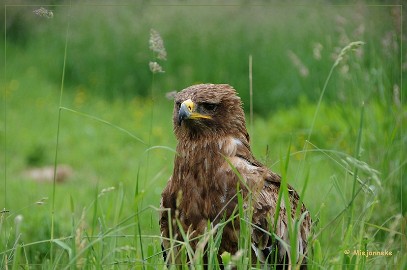 DSC_1133 Bo de steppenarend