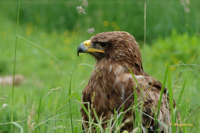 DSC_1142 Bo de steppenarend