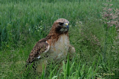 DSC_1273 Cyra de roodstaart buizerd