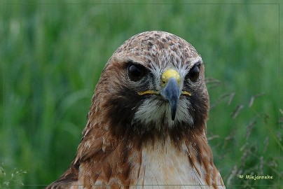 DSC_1295 Cyra de roodstaart buizerd