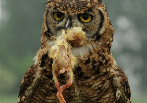 De beloning dus eten