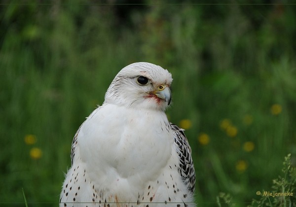 Poseren en portretten