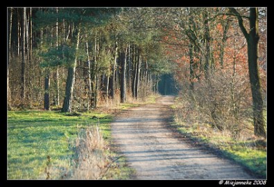 DSC_1083 Bossen rondom Achel