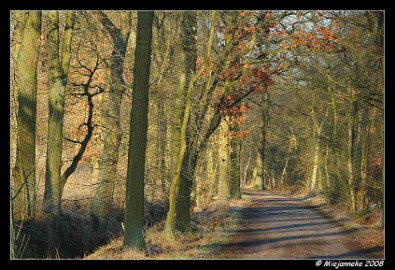DSC_1089 Bossen rondom Achel