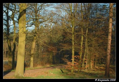 DSC_1103 Bossen rondom Achel