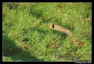 DSC_1139 Hout in Water