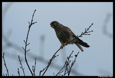 PC-DSC_1871c Torenvalk, Falco Tinnunculus