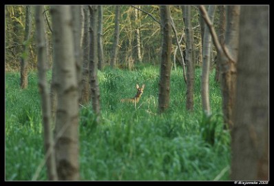 PC-DSC_2596 Ree